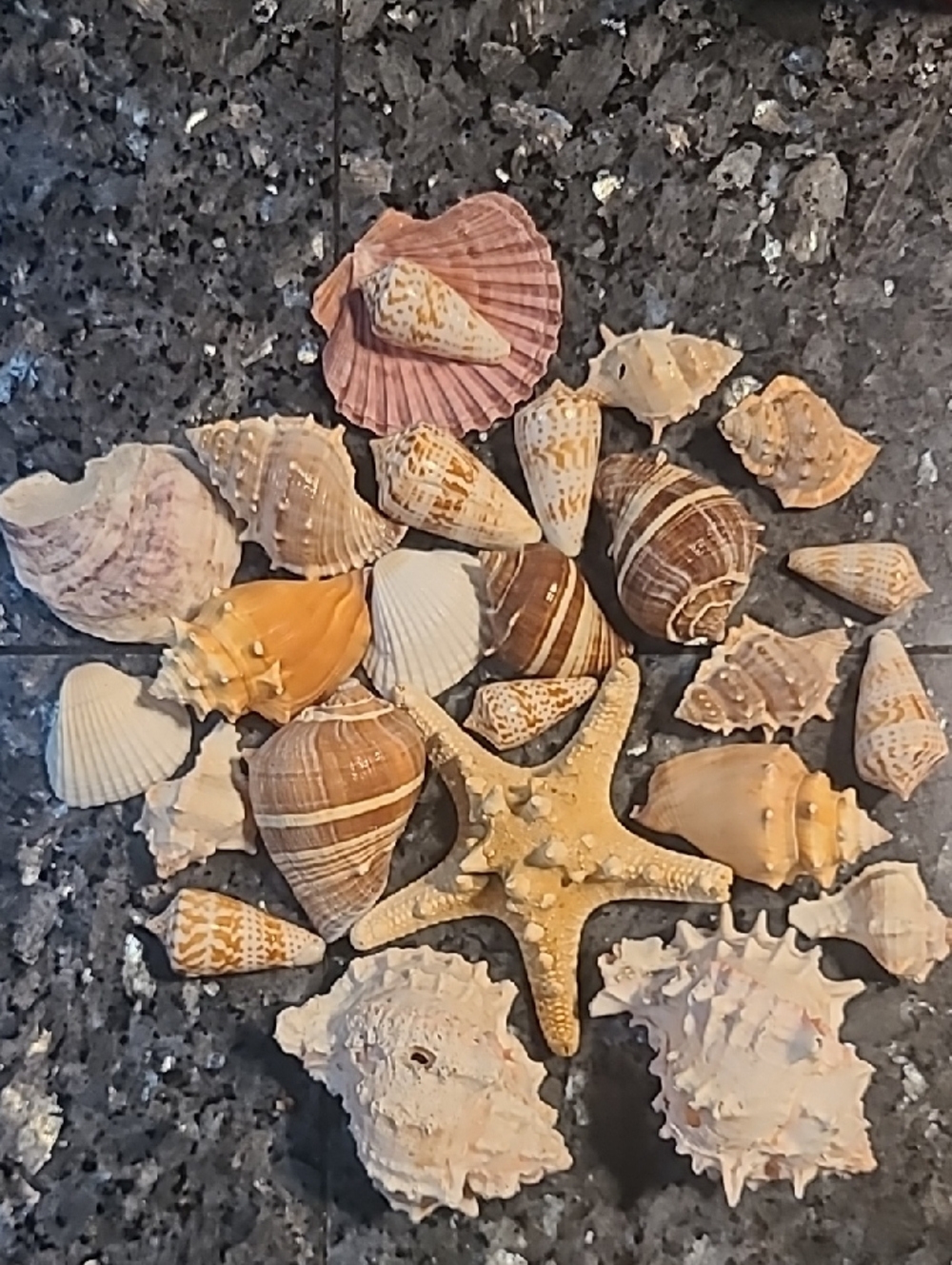 Mixed Seashell and Starfish Decorative Collection - Natural Tones